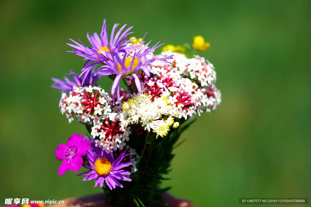 小花野花