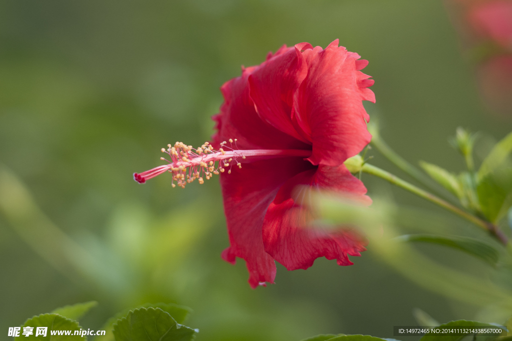 扶桑花