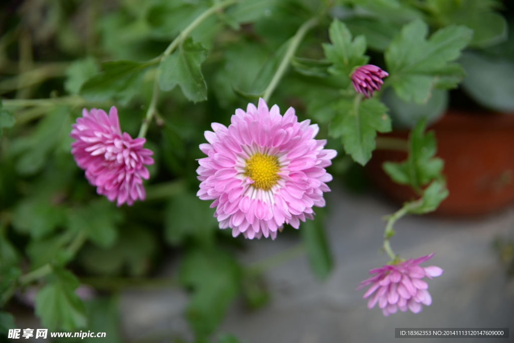 菊花