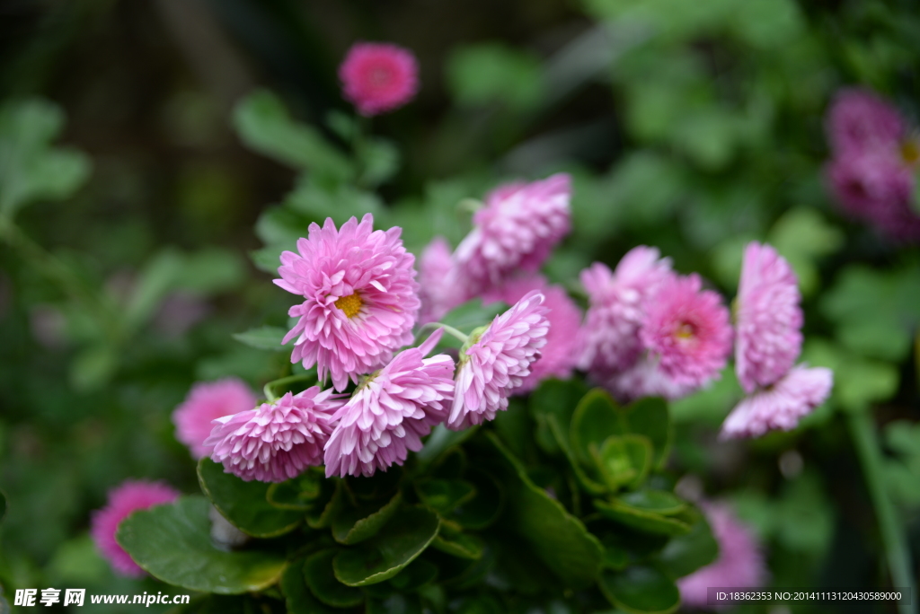 菊花