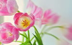 鲜花