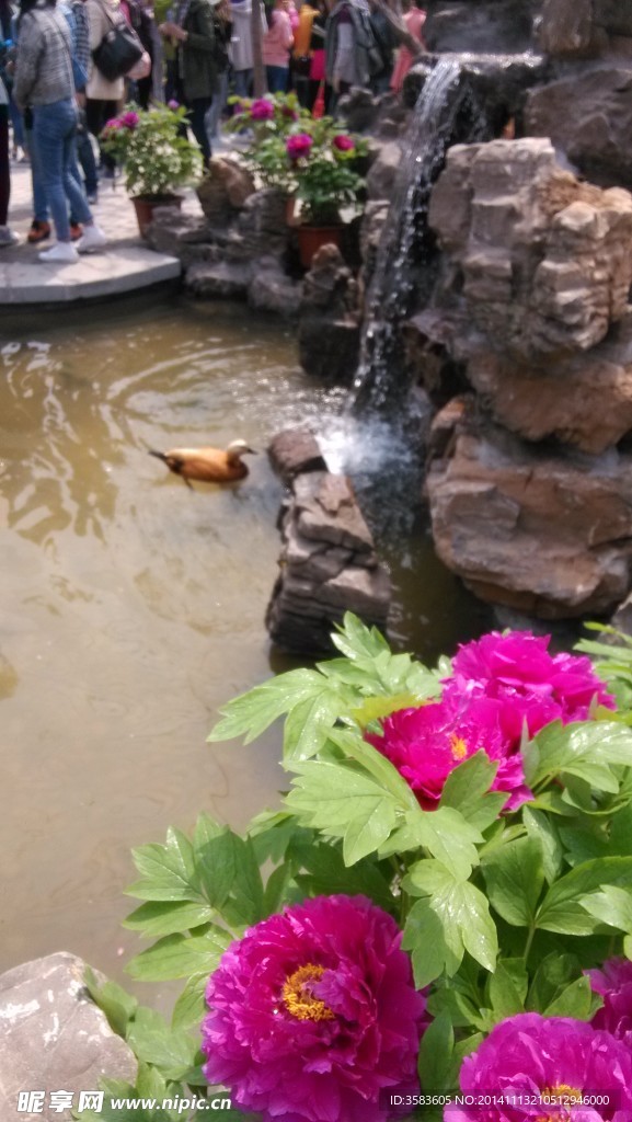 牡丹花