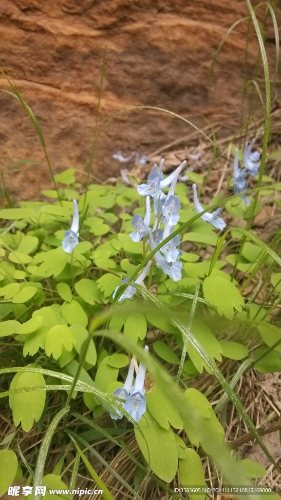 花草素材图片