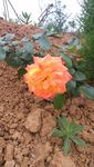 月季花 月季 花 红花 