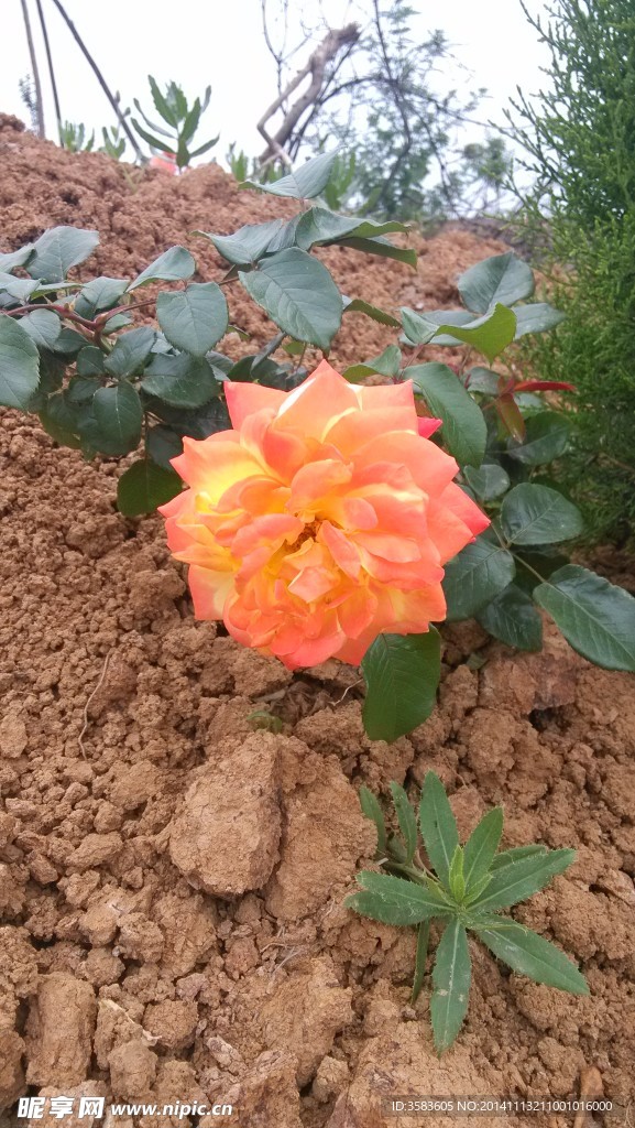 月季花 月季 花 红花 