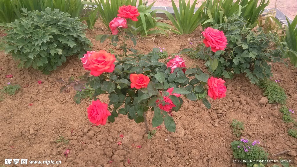 月季花摄影
