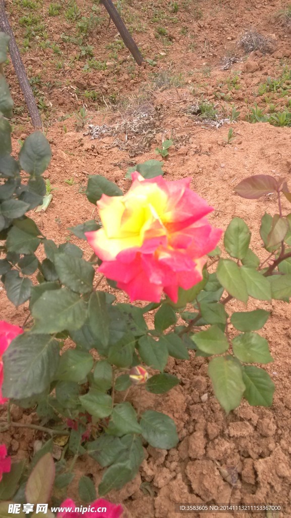 月季花