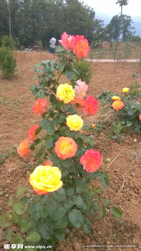 月季花