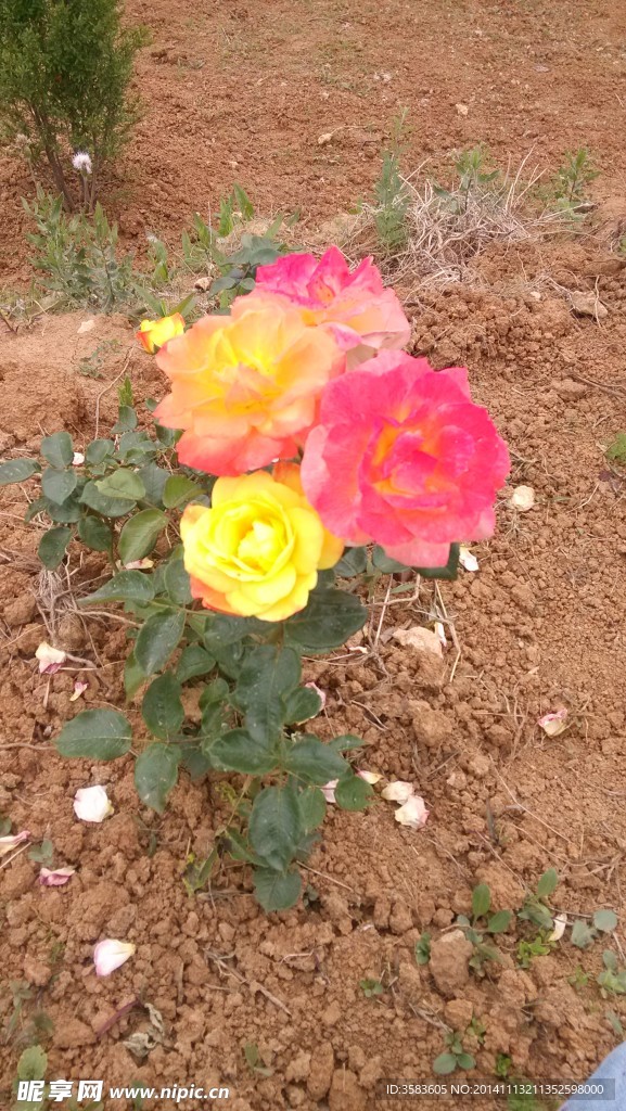月季花