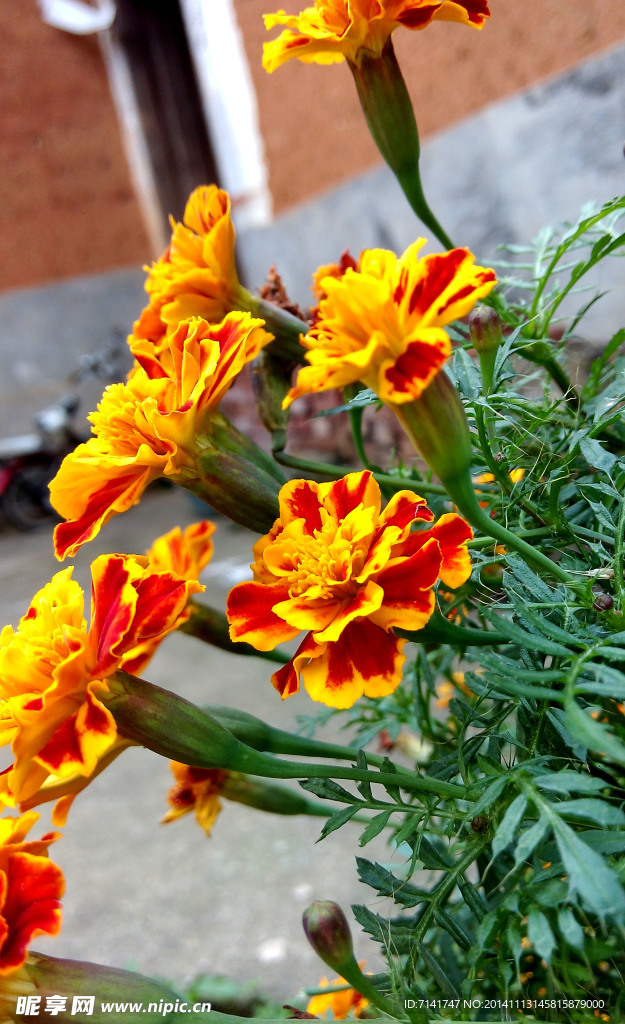 黄色鲜花