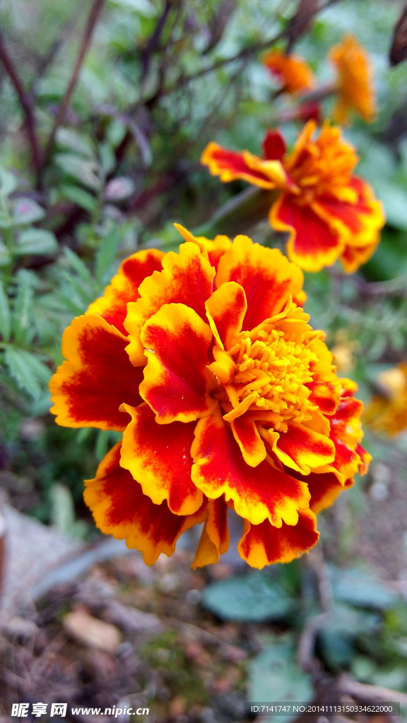 黄花