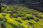 覆卮山梯田油菜花