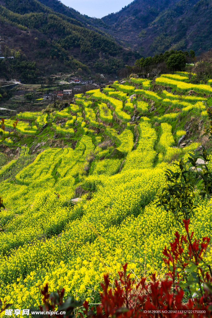 覆卮山梯田油菜花