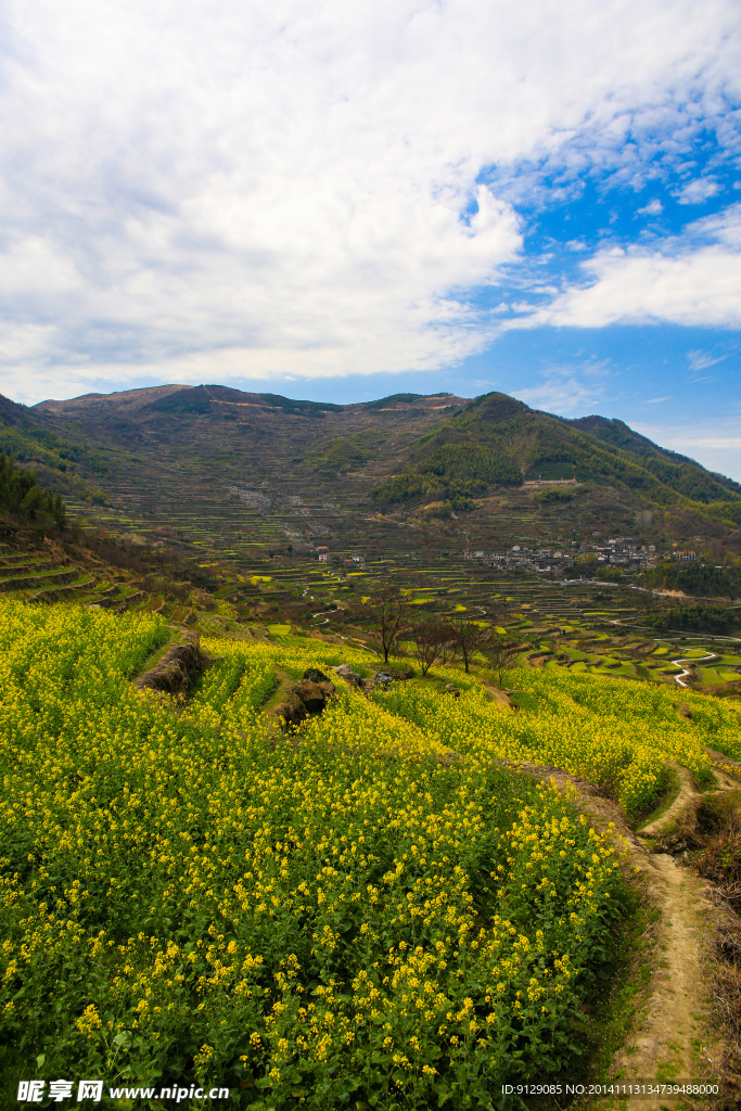 覆卮山梯田油菜花