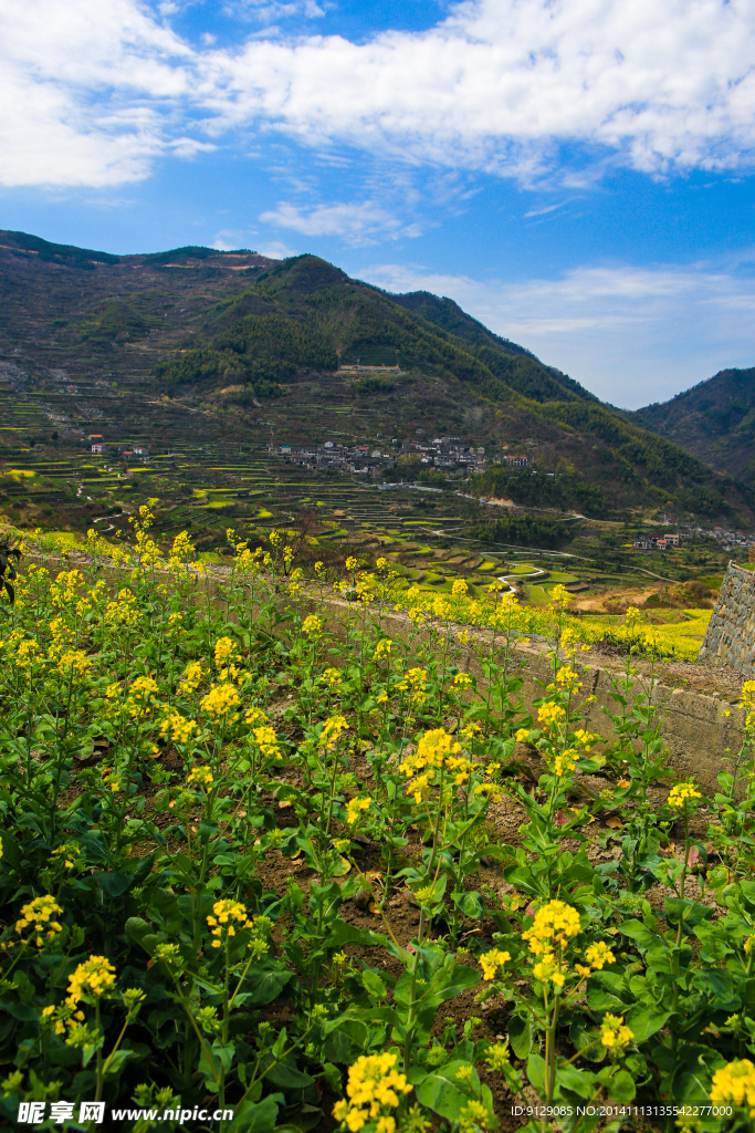 覆卮山梯田油菜花