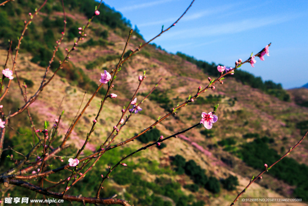 源东桃花坞