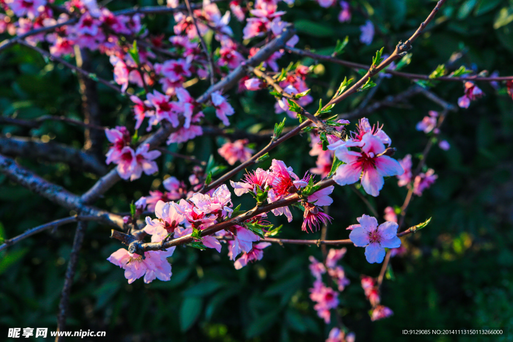 源东桃花坞