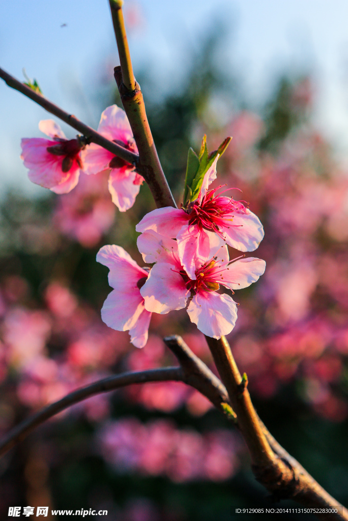 源东桃花坞