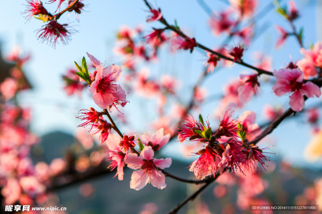 源东桃花坞