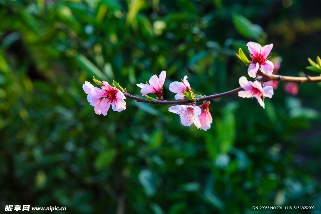 源东桃花坞