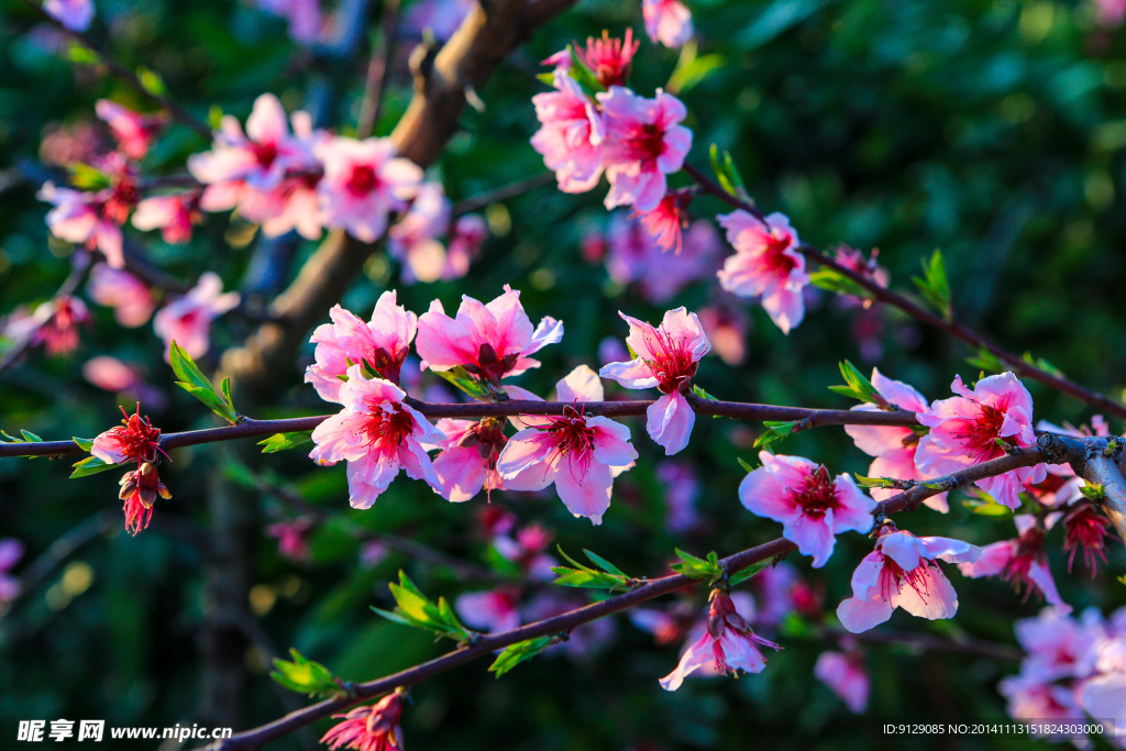 源东桃花坞