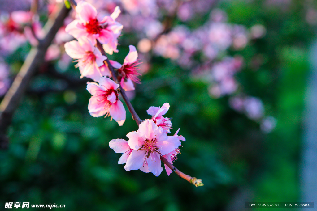 源东桃花坞