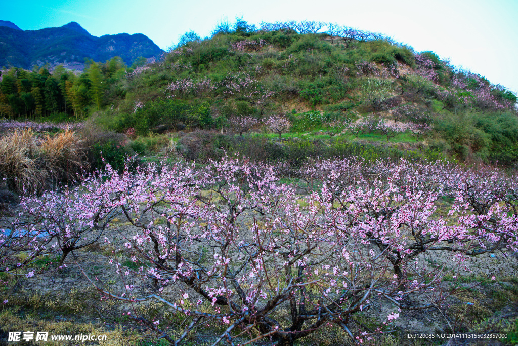 源东桃花坞