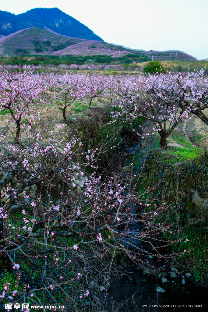 源东桃花坞