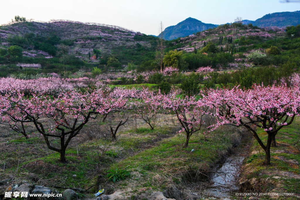 源东桃花坞