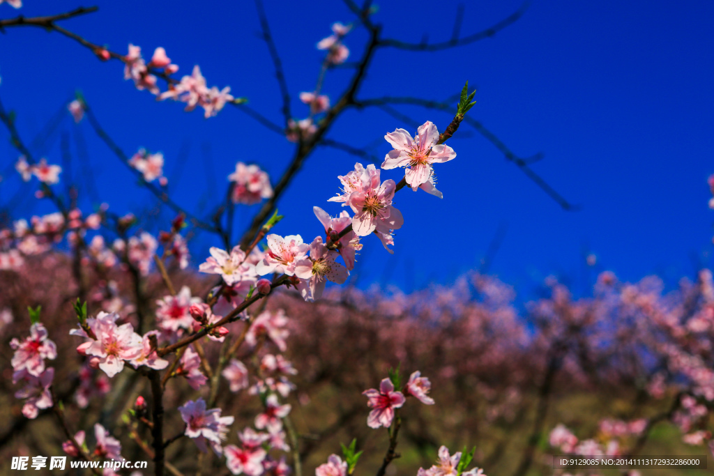 源东桃花坞