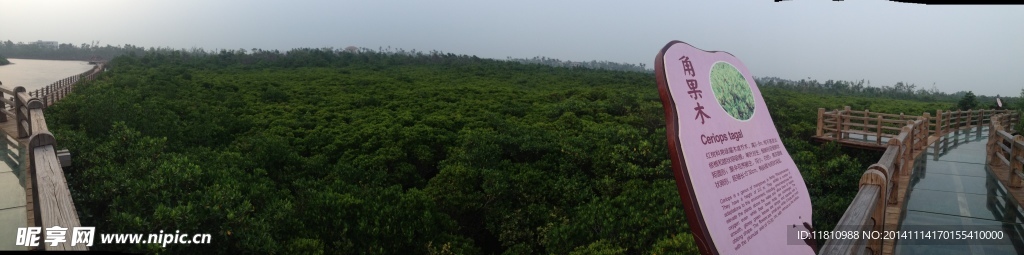 红树林全景图