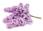 丁香花