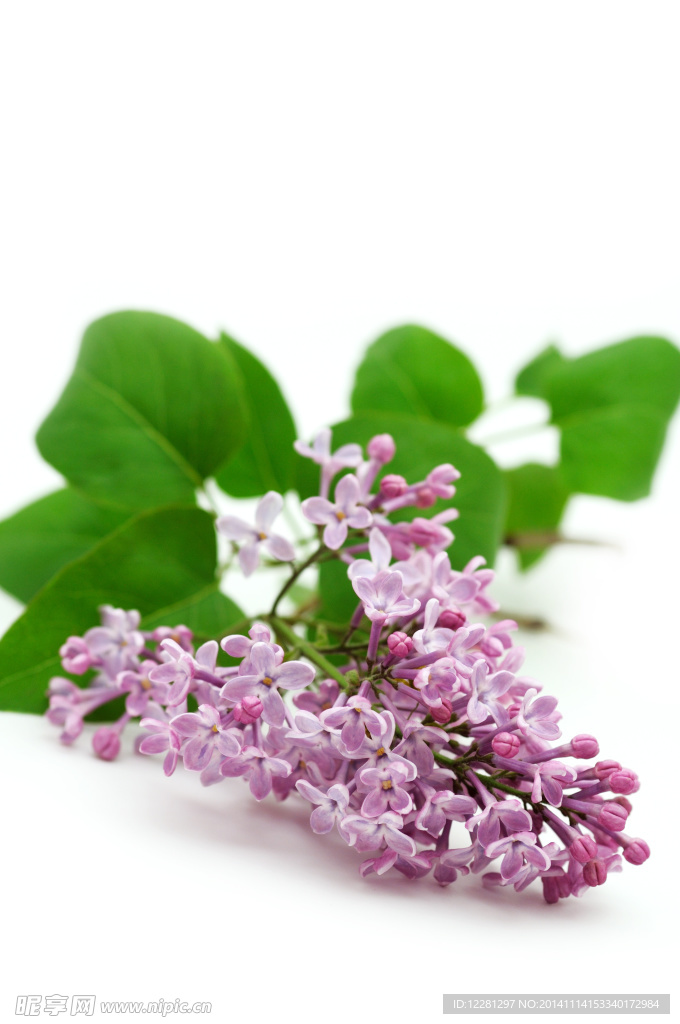 丁香花