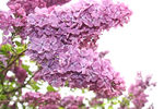丁香花