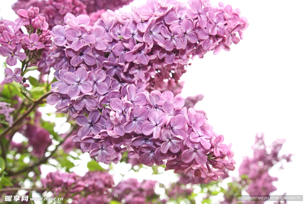 丁香花