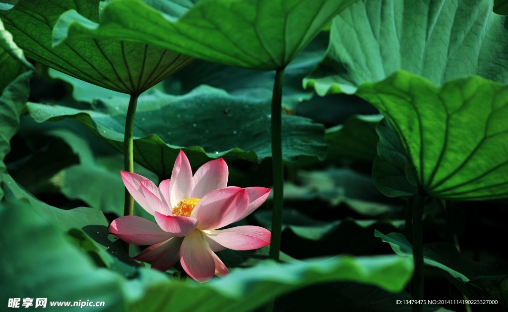 荷花