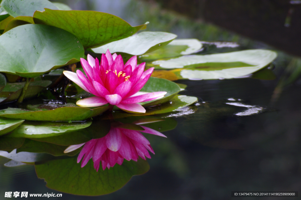 莲花