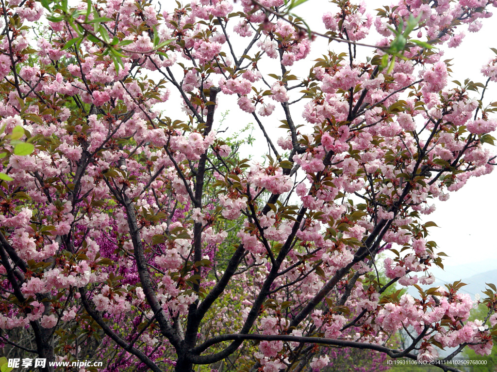 樱花