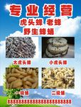 蜂蜜广告