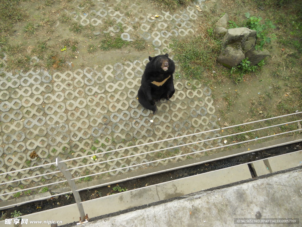 黑熊
