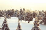 魁北克松林雪景