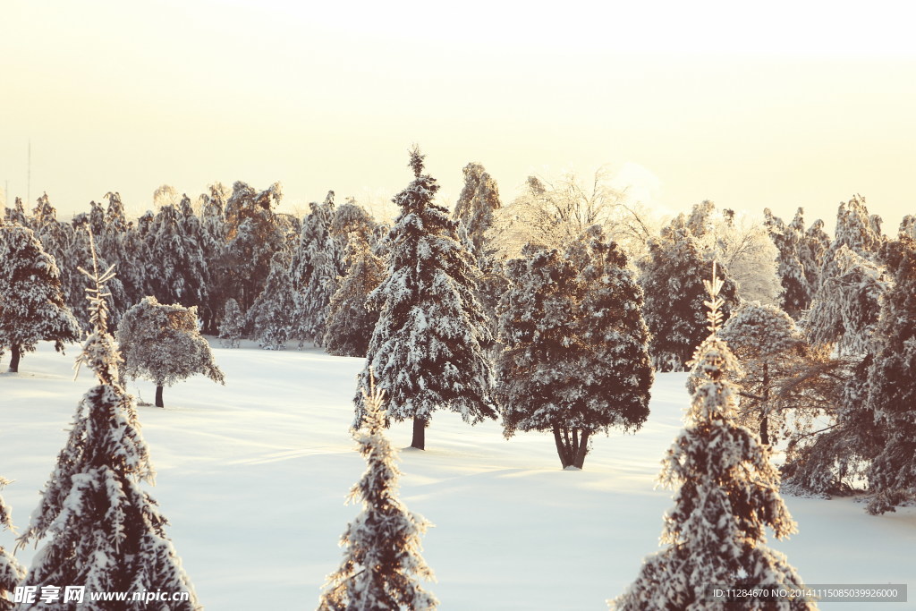 魁北克松林雪景