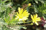 黄花