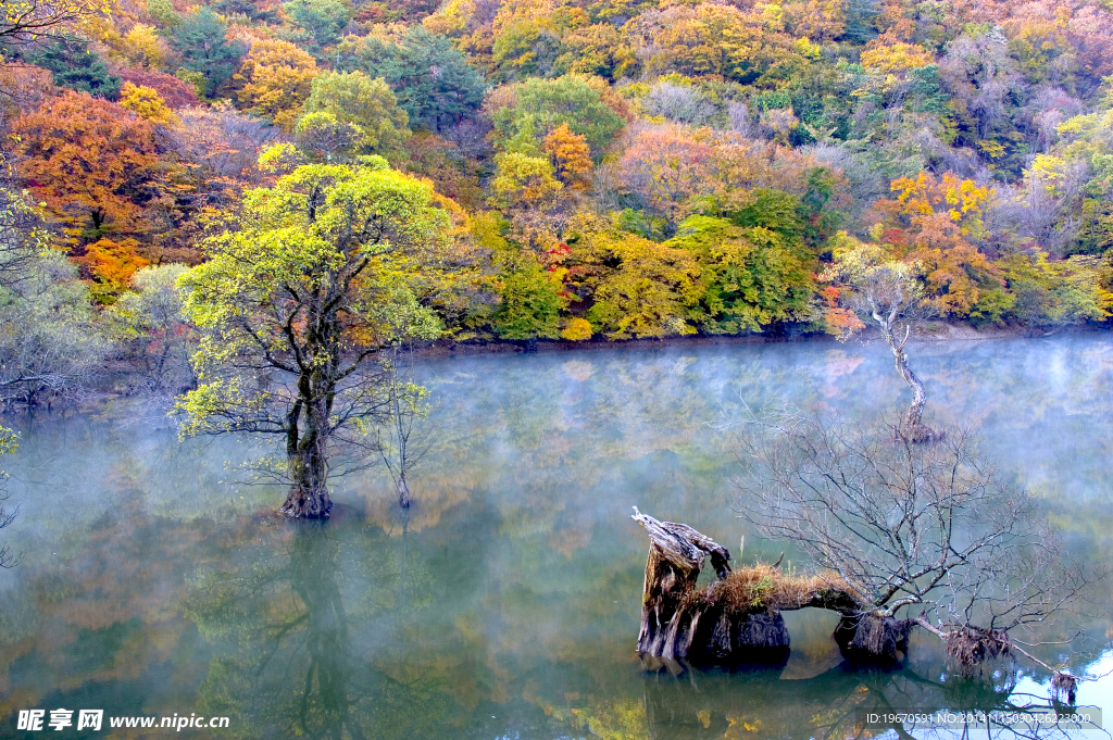 枫树林湖景