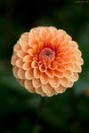 花朵特写