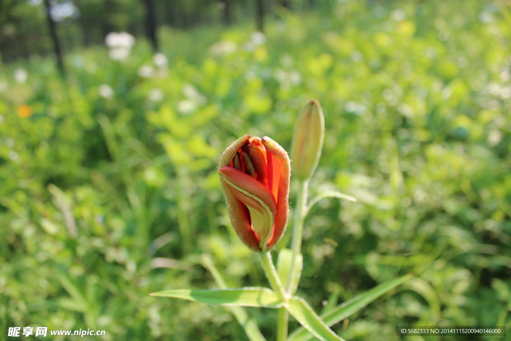野百合花