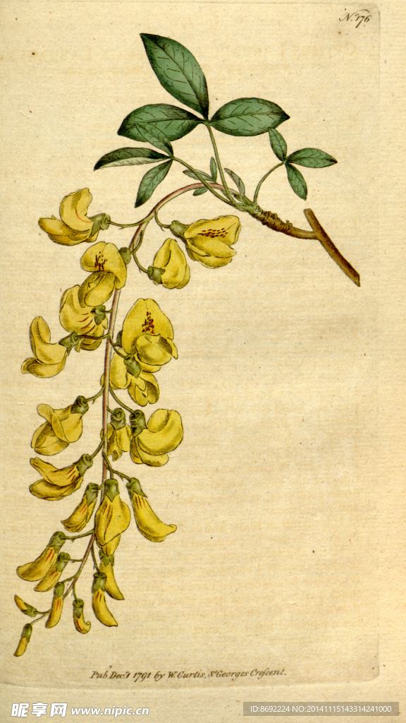 花类图鉴 植物手绘