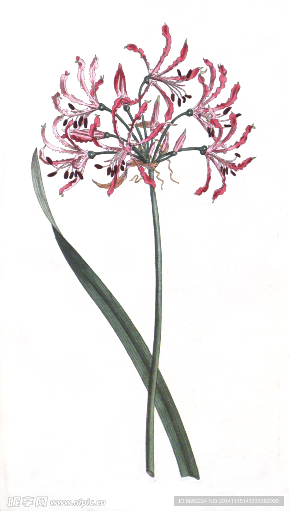 花类图鉴 植物手绘