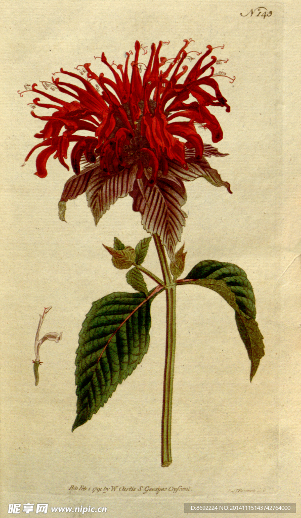 花类图鉴 植物手绘