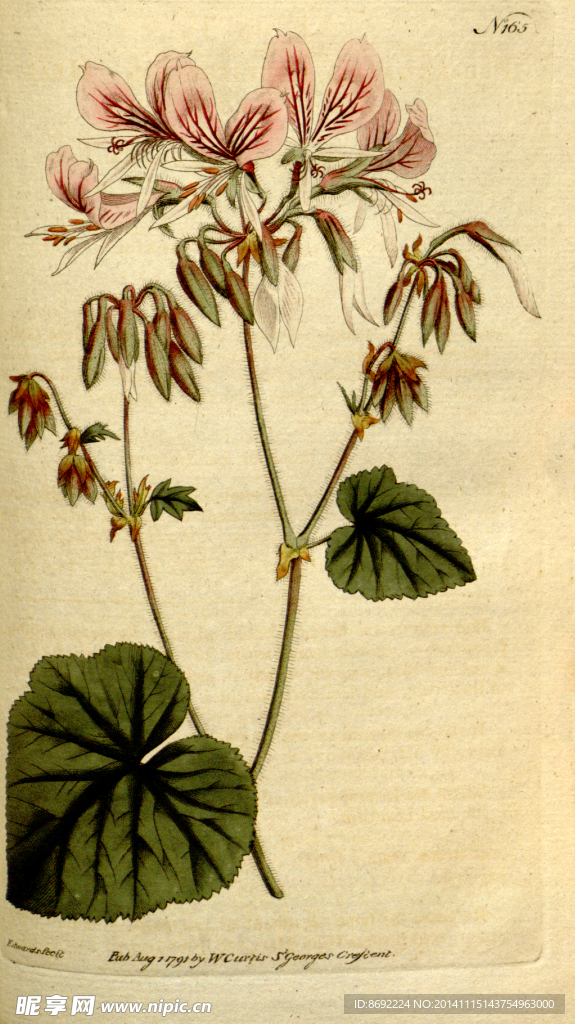 花类图鉴 植物手绘